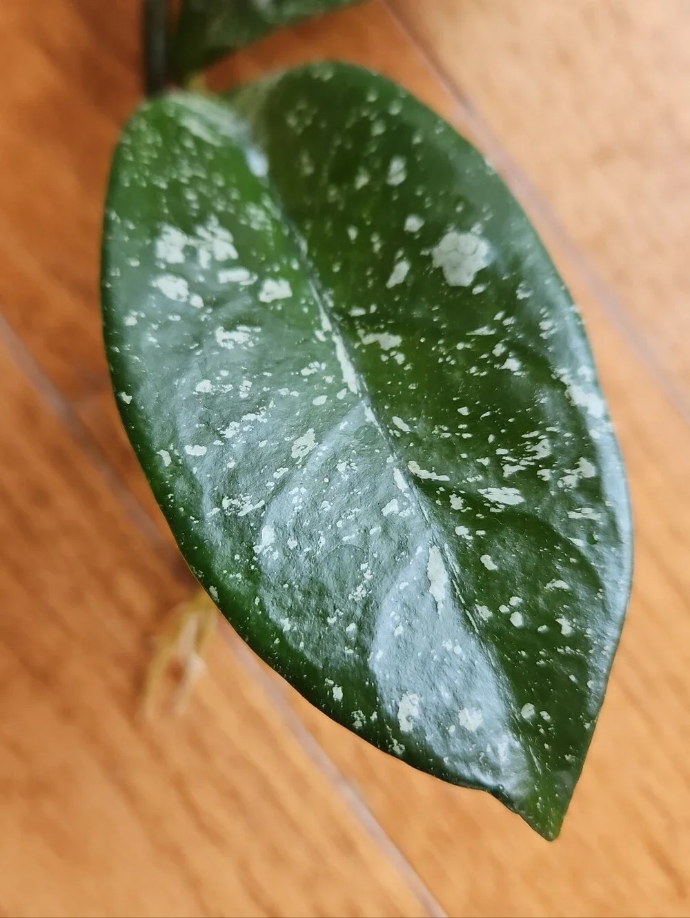 Hoya DALTON HENRY Variegata Plant  Cutting Well Rooted, Texture Leave, Ready